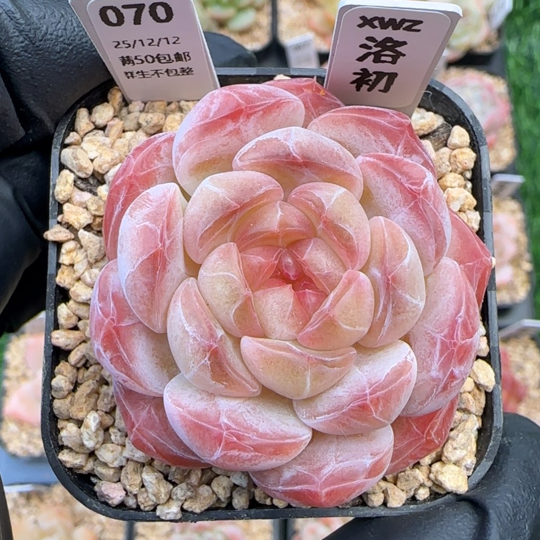 070   洛初   5厘米盆  