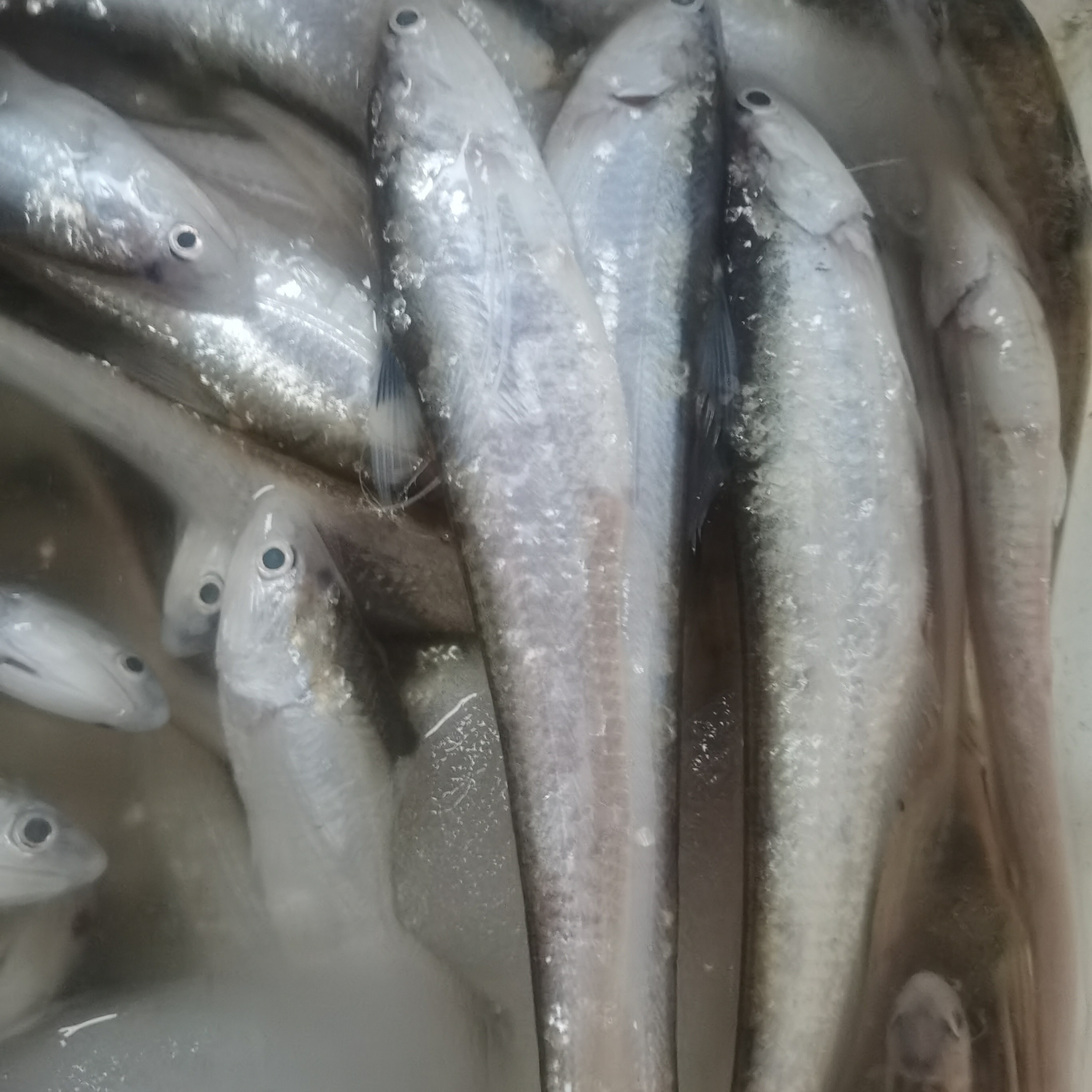 【直播现挑现称】各种淡水湖毛刀鱼鳑鲏鱼 价格以直播间称重为准