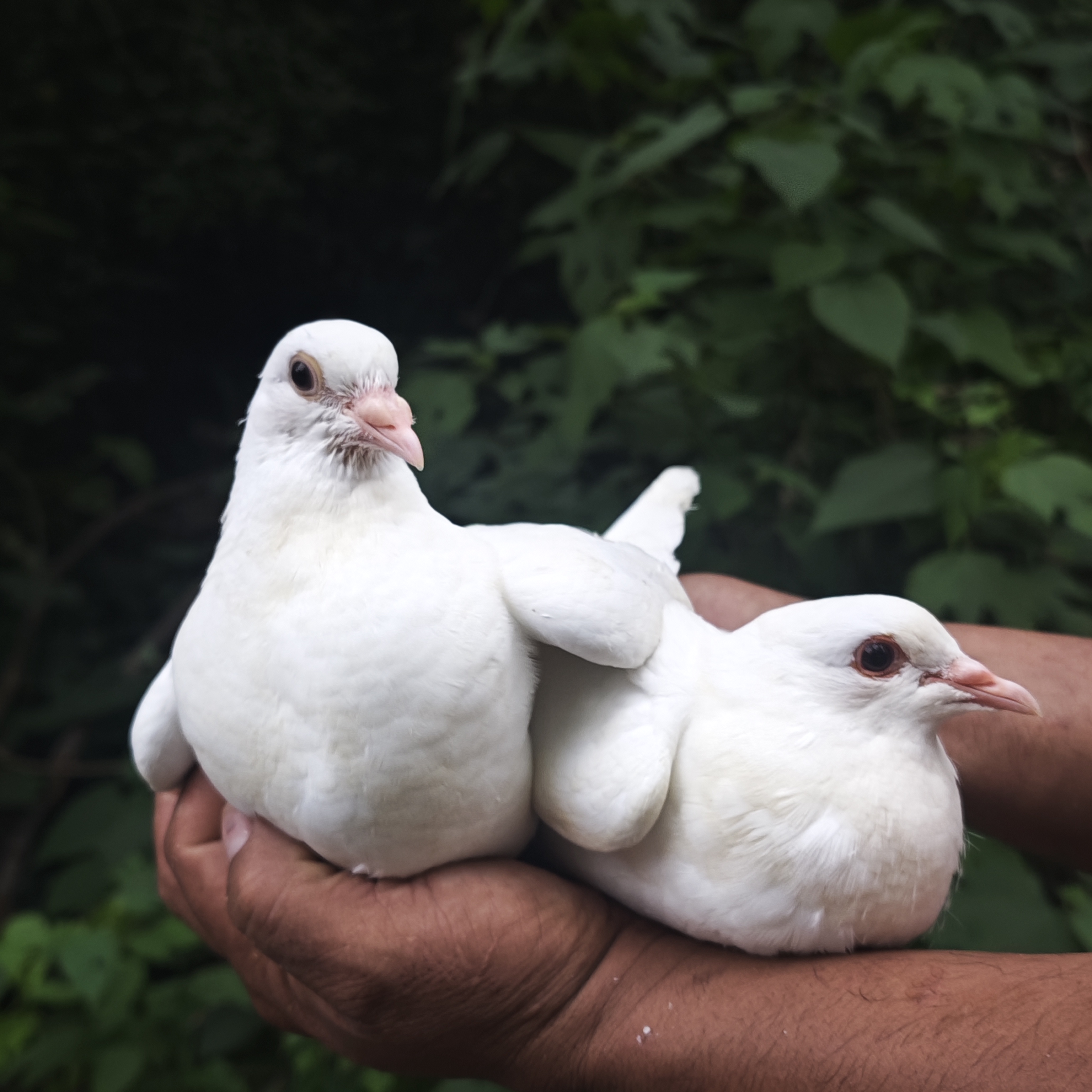 鸽子王专属手养幼鸽宠物鸽可盘可放飞亲密黏人纯粮散养活鸽