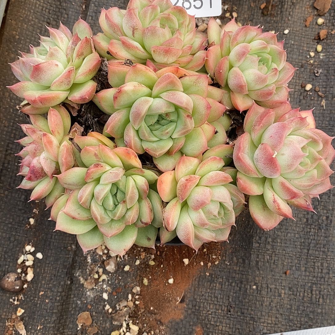 秋***歌2851杂交老桩基地～16厘米