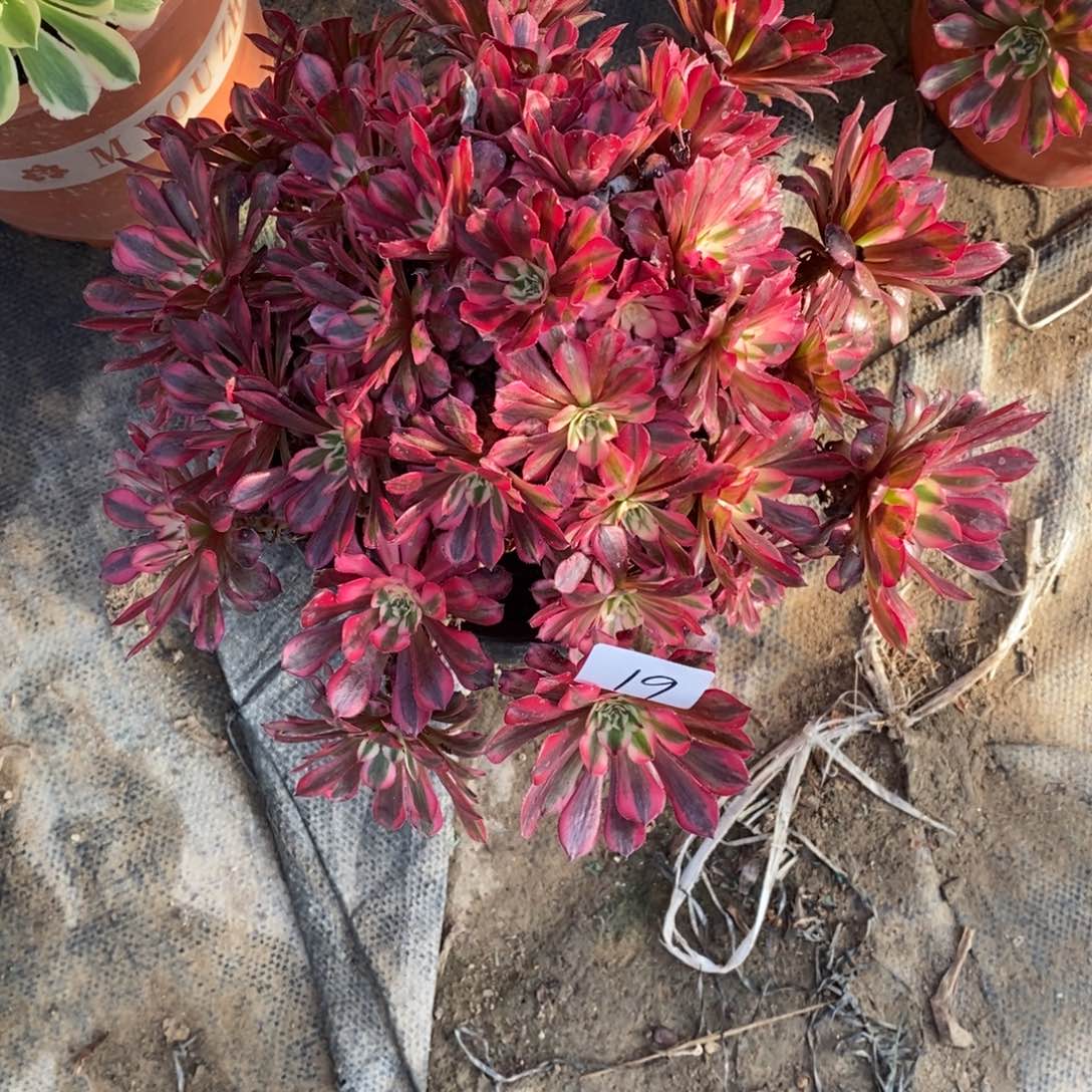 无花朵多肉植物组合拼盘19