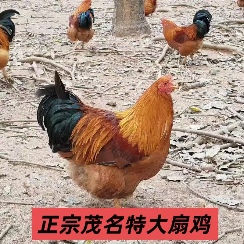 1大坪生态【8个多月扇鸡】新鲜营养健康美味山地生态散养跑山土阉鸡