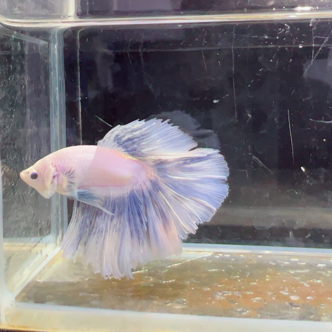 斗鱼浅色特殊尾hhhh