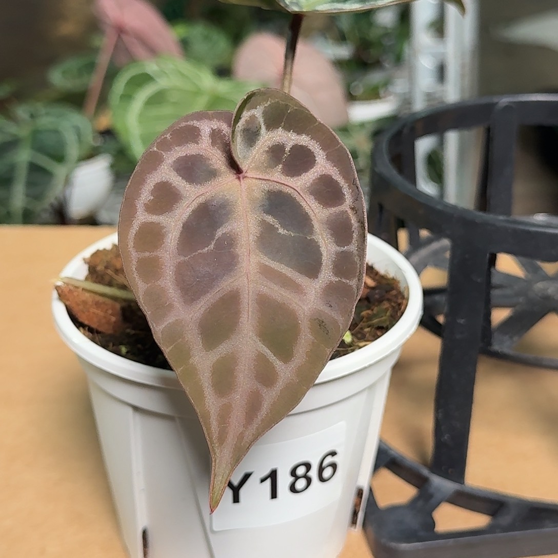 完全开放Y186黑水晶杂紫钻