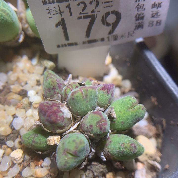 精品生石花122.179斑马