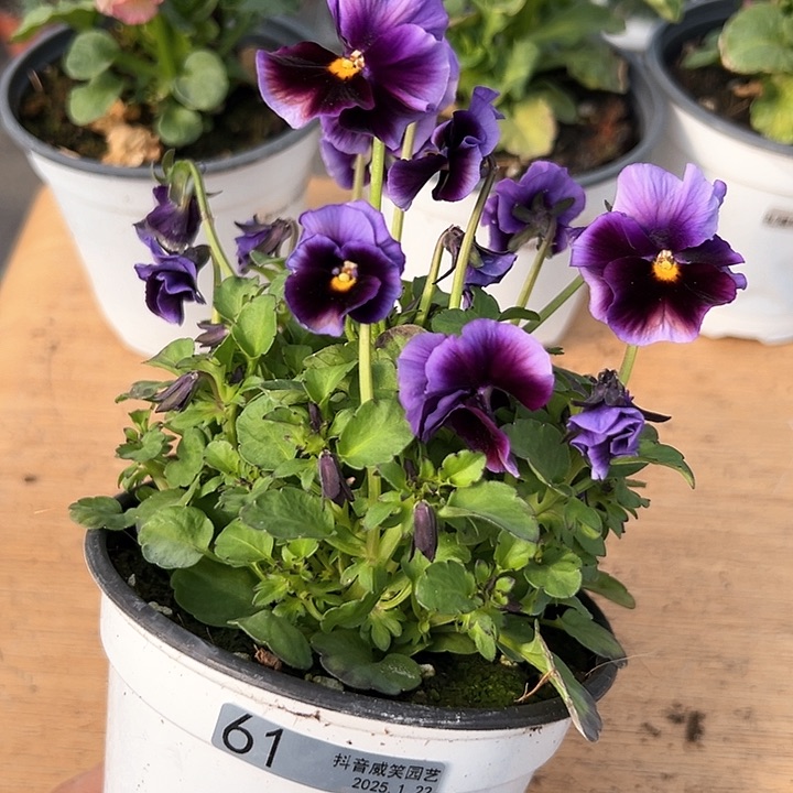 红陶抖音直播闪拍61