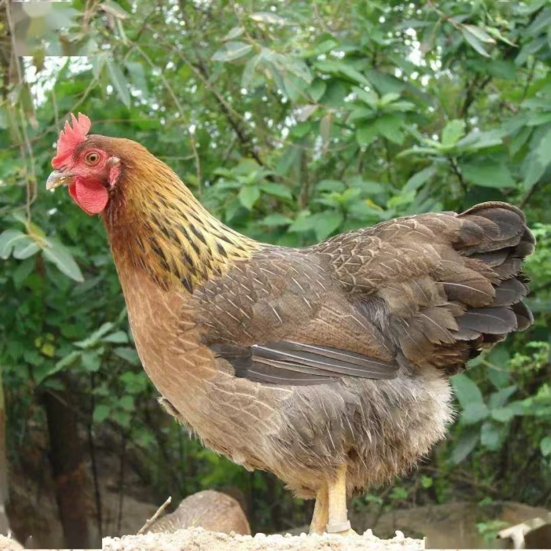 散养麻羽土鸡 2只母鸡 单只均重3.5斤左右  产蛋鸡 宠物鸡