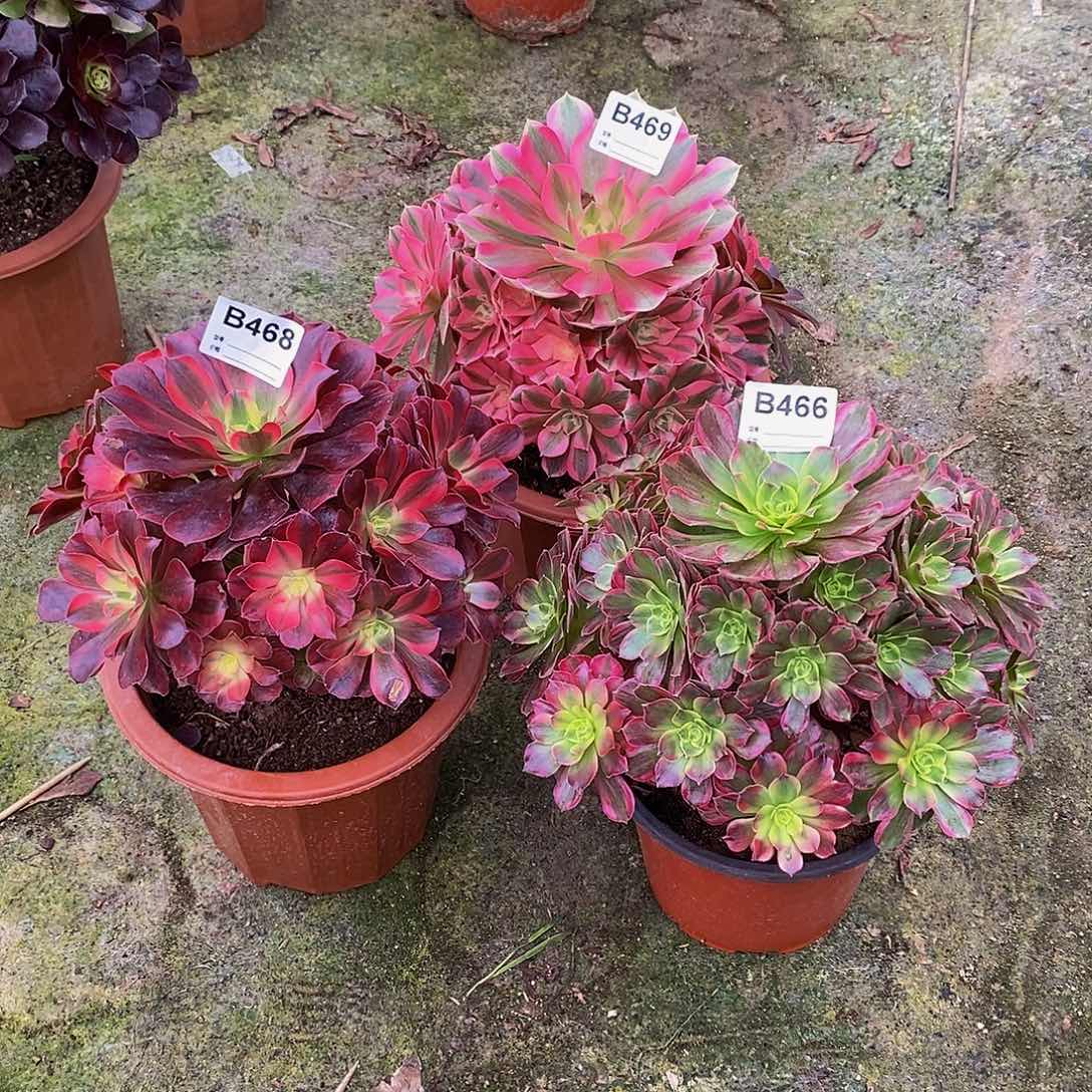 用****9女巫469美杜莎468安娜466