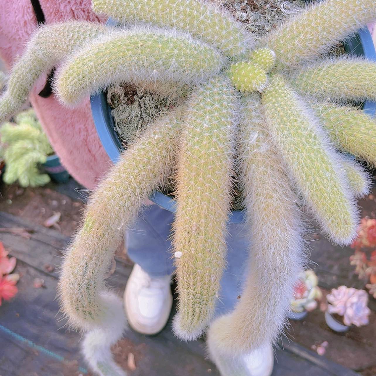 【闪购商品】8号九尾狐22.8瑕