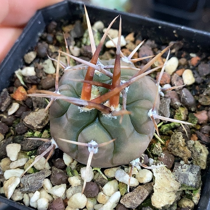 孤品实生优选粗刺守金摩天龙3.5cm