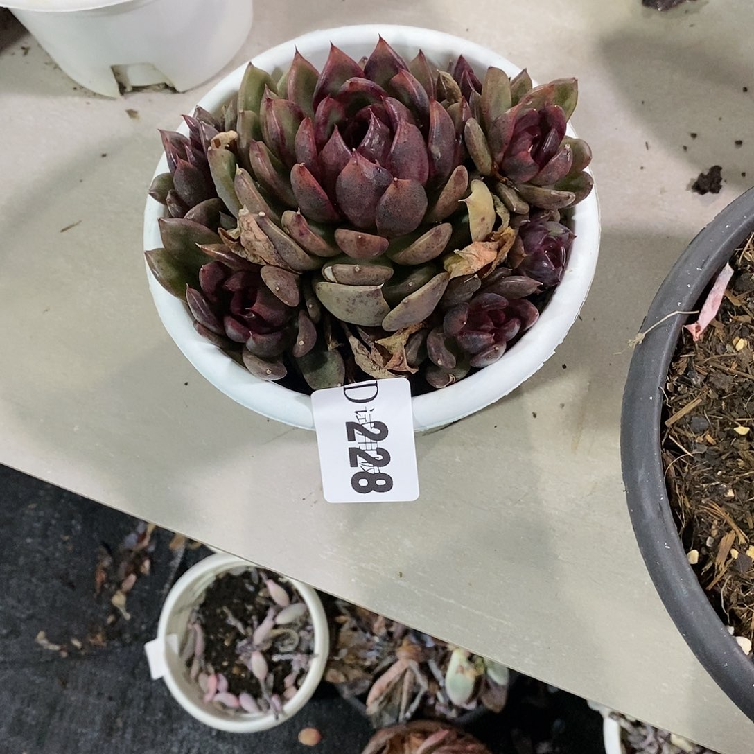 小**资228黑水晶多肉植物