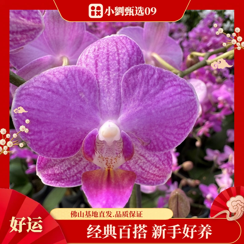 【好运09】组盆款精美蝴蝶兰室内花卉好养