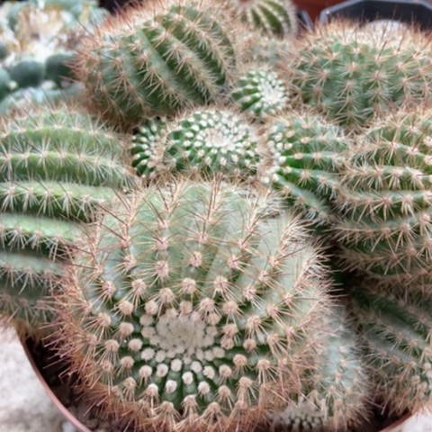 南国玉仙人球20米仙人球