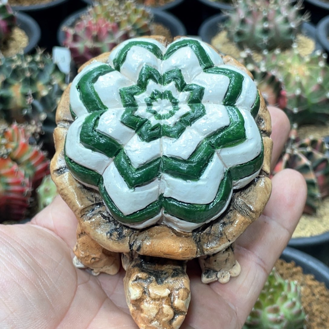 当前无花朵，栽培后可花朵乌龟摆件