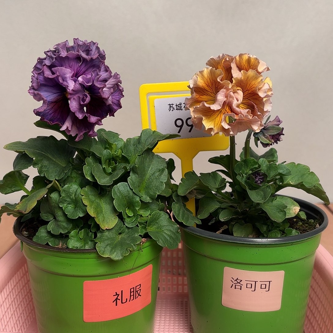 大部分开放少量花苞99