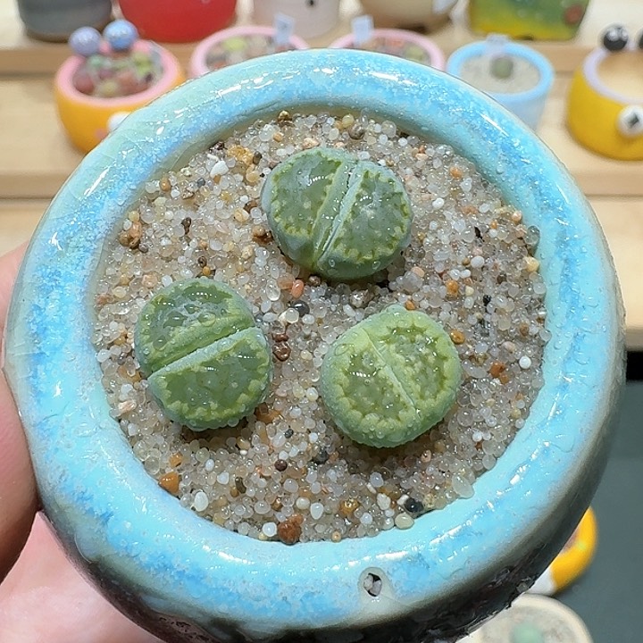 红陶蘑菇657绿饼