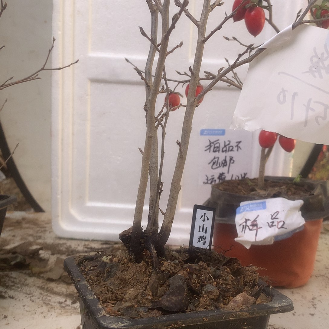 我***湖完全开放老鸦的眼睛是