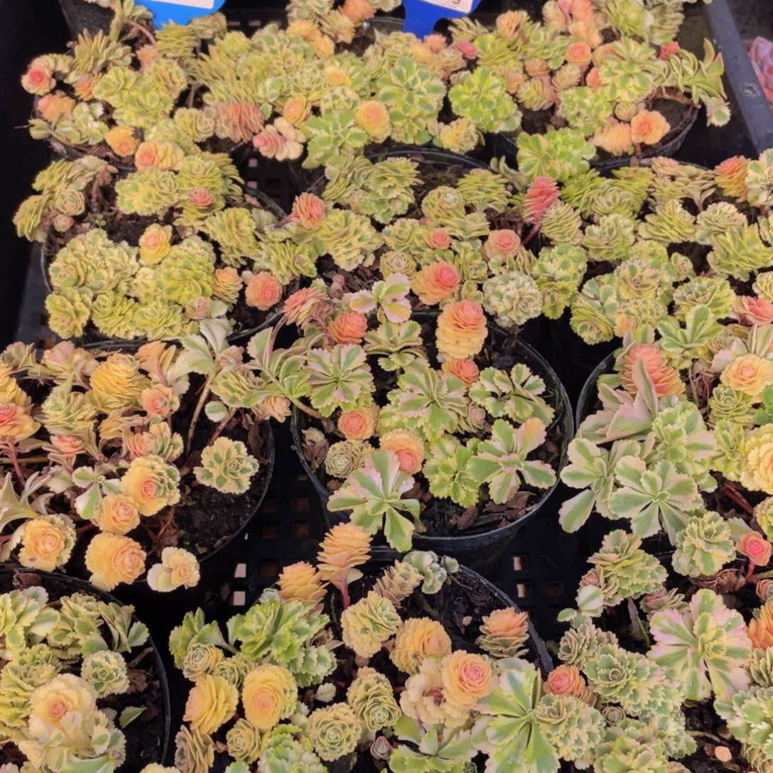 量拍77号 亚特兰蒂斯锦一盆