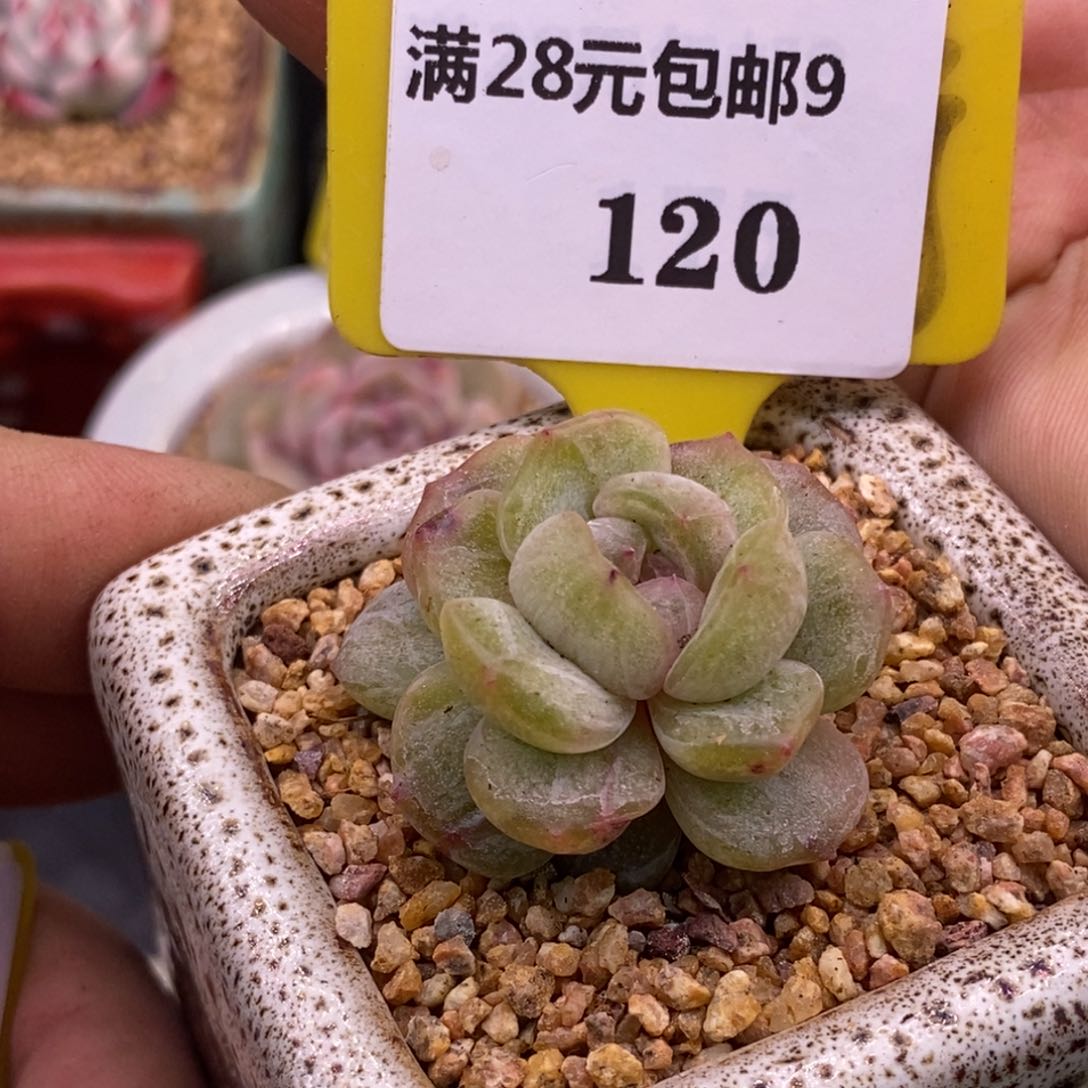 9120白恋石化拉丝粉锦多肉