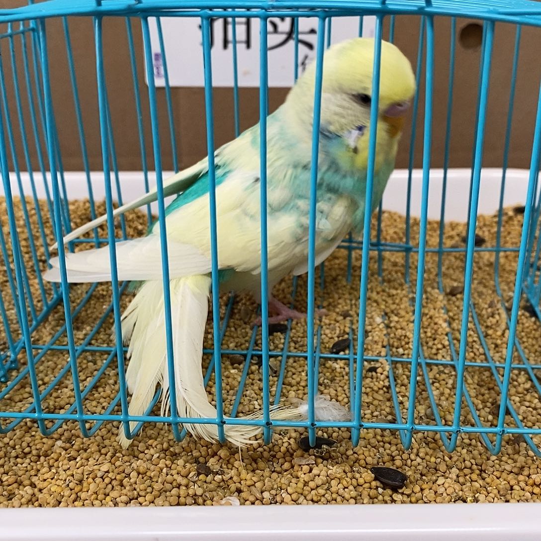 虎皮鹦鹉大头虎皮