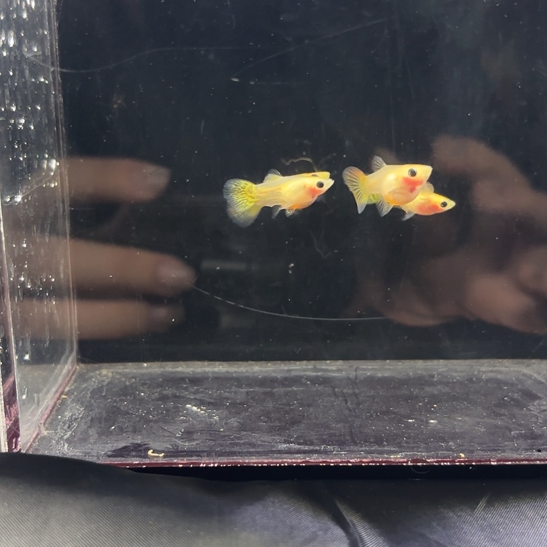 孔雀鱼黄蕾丝红尾2对