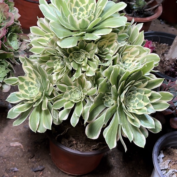 多肉植物法师艳凝39