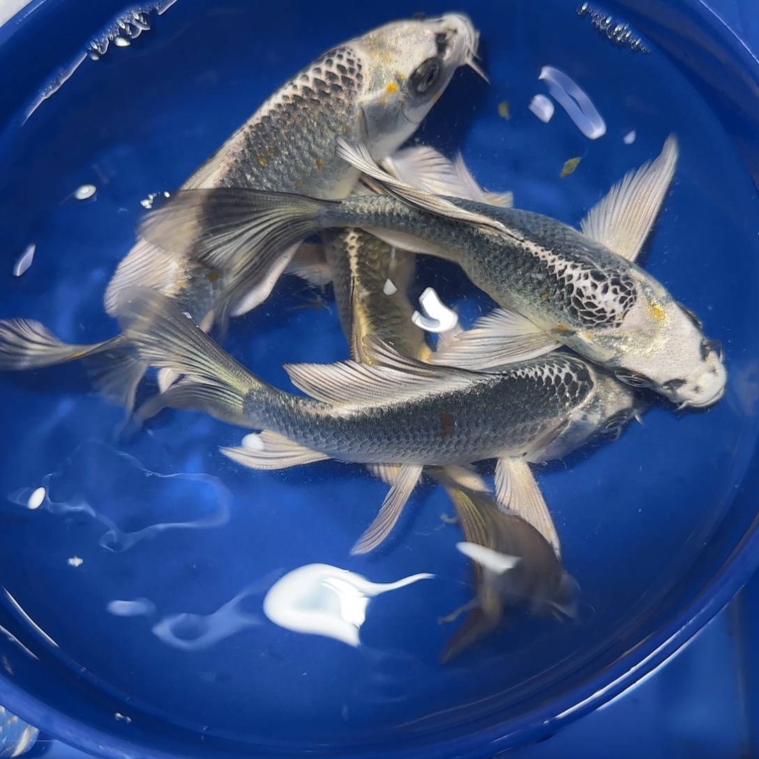 蝴蝶鲤鱼三银一金