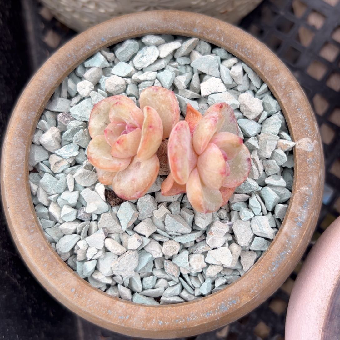 勃朗峰（满38包邮）多肉