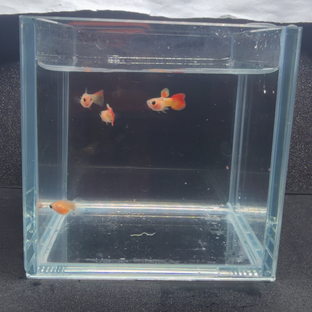 孔雀鱼皇家落日短体2对