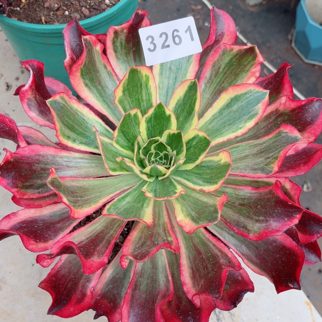 魅影多肉发货发货