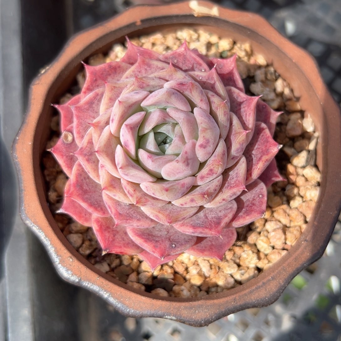 纯爱（满38包邮）多肉