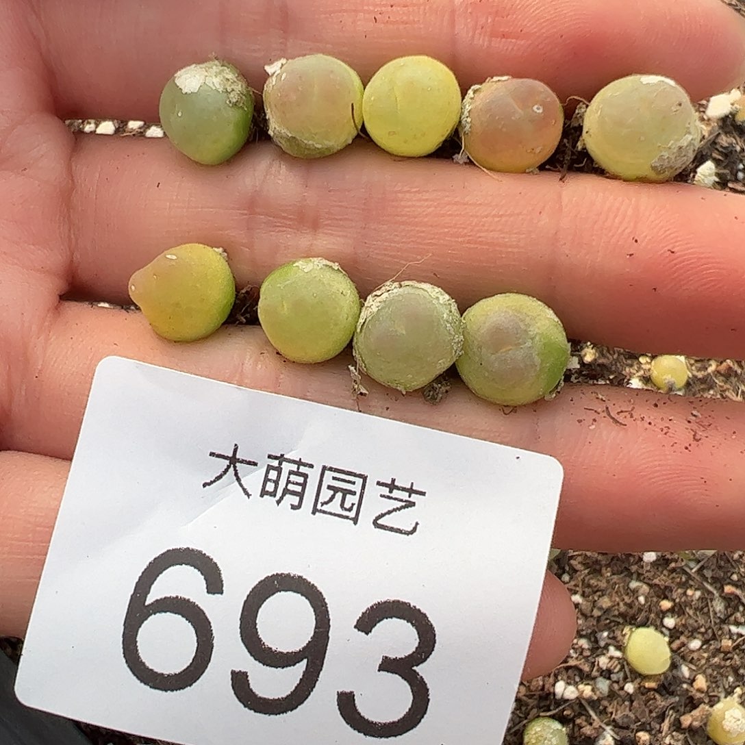 量拍以下3颗拉登微瑕福利。 693