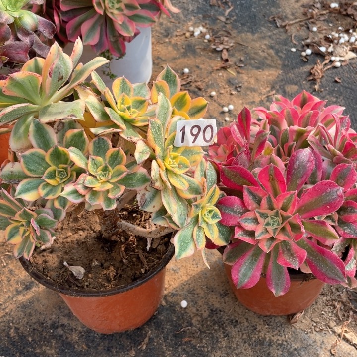 190多肉植物组合