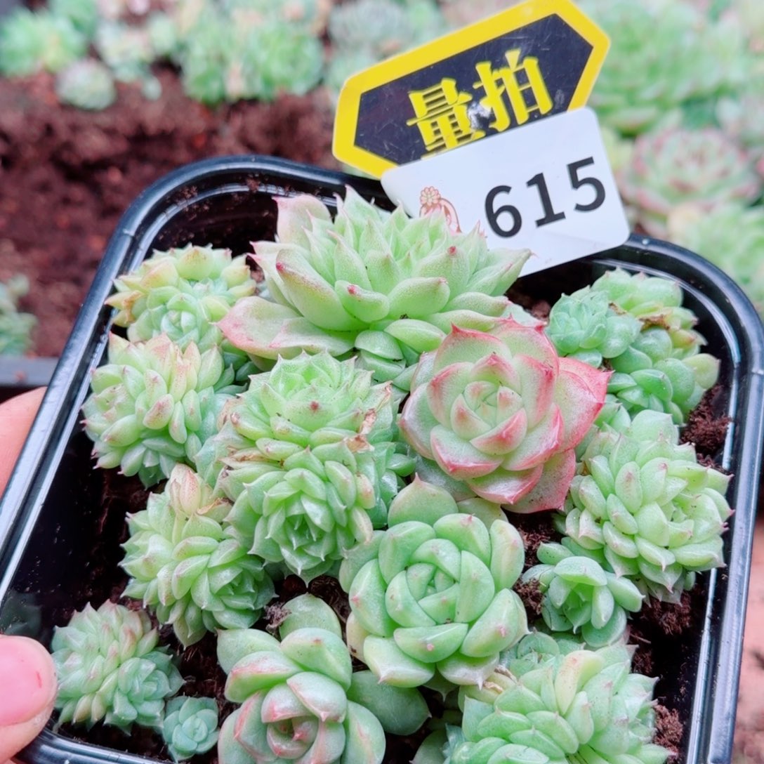 多肉植物多肉植物