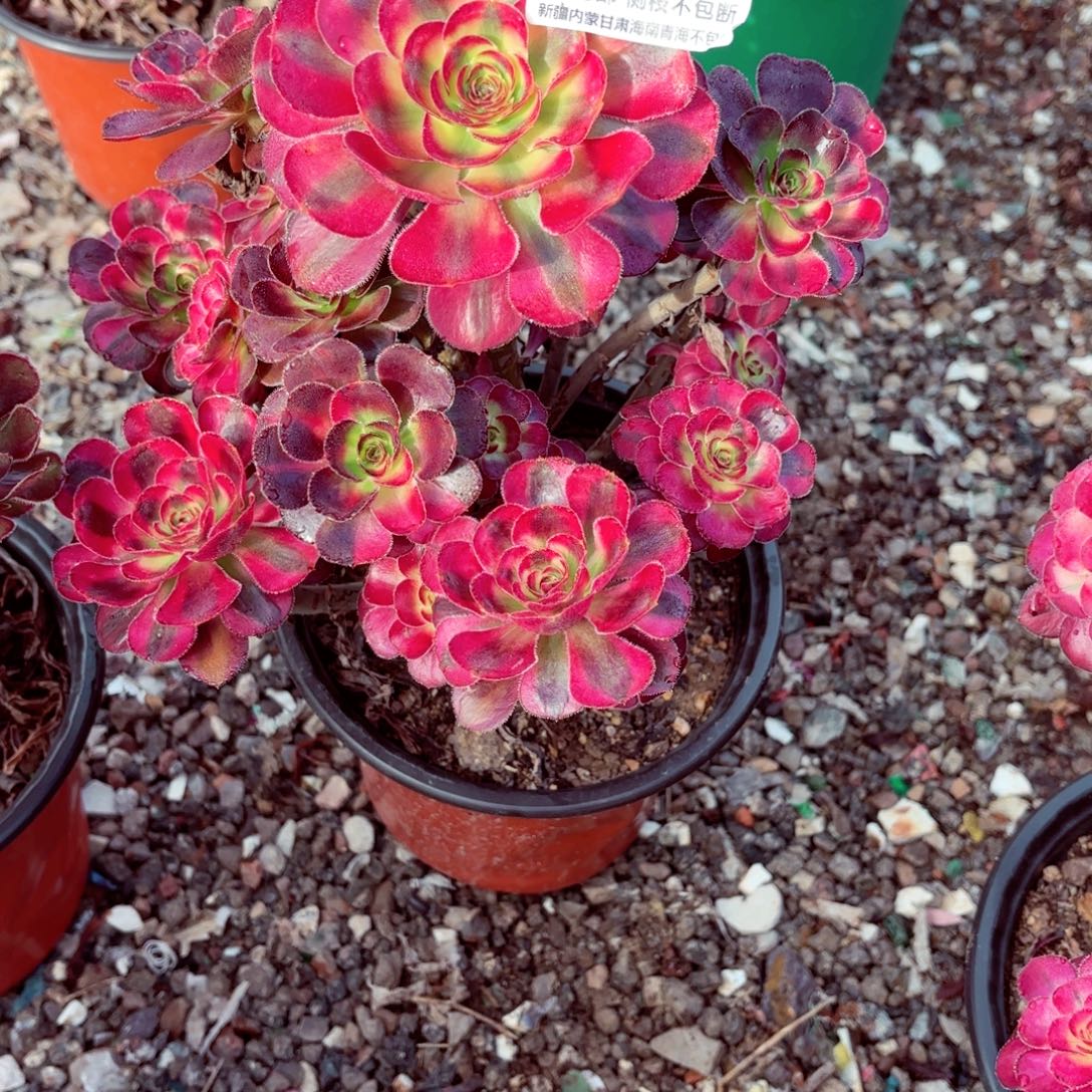 ****༻1棚法师000001391花蝴蝶