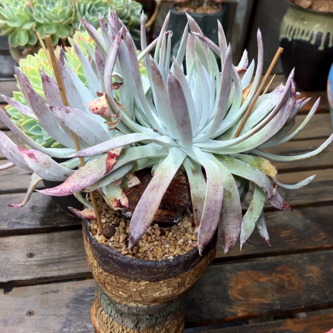 仙女杯38 零零多肉植物