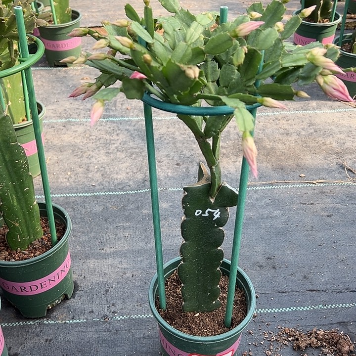 054蟹爪兰尾号8803