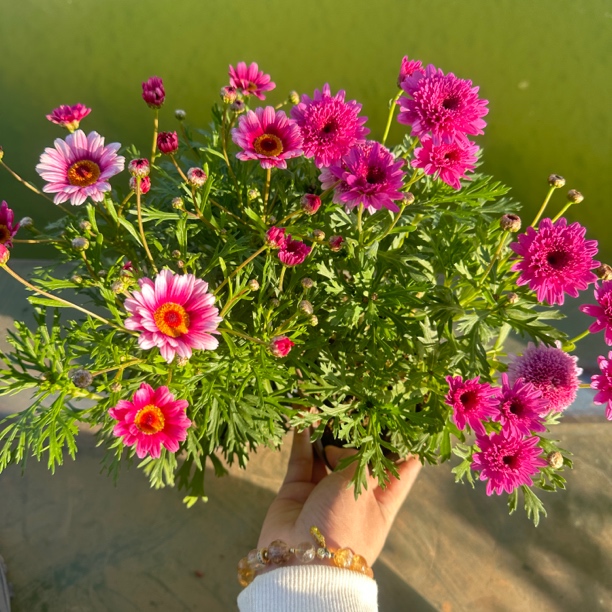 【玛格丽特】组合套餐特惠 花期长易爆盆阳台庭院多年生好养花卉