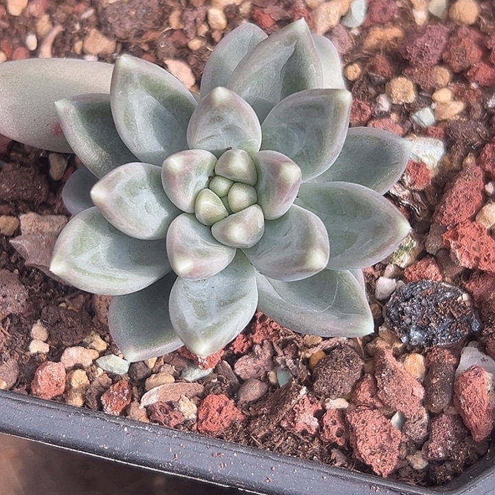 美人特价福利美人