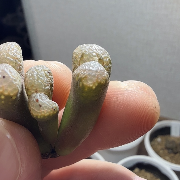 ?***?11-17-c1 毛茸茸 日本东5 单头拆头