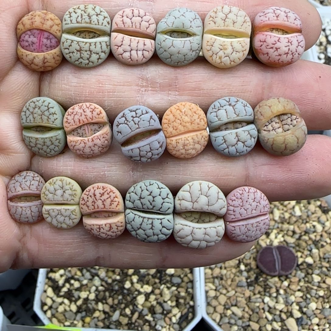 697一手彩荒福利30包邮