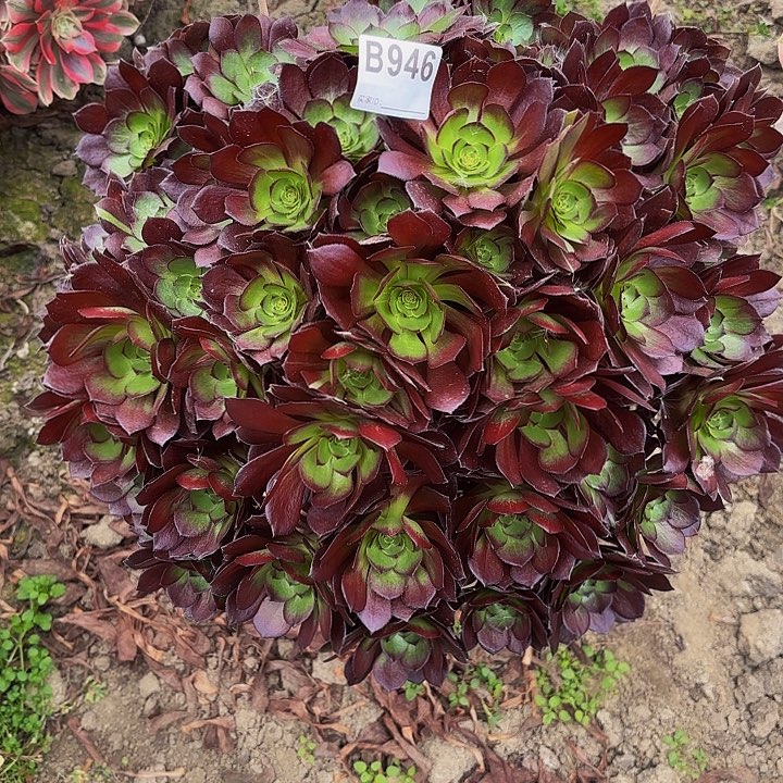 黑美人9-4.946偏远不包邮