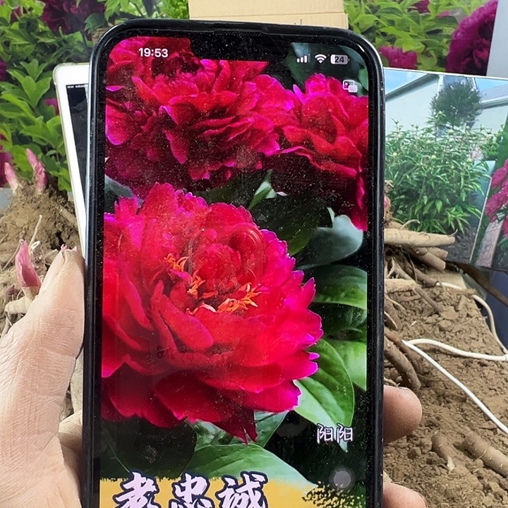 完全开放老忠诚大红色