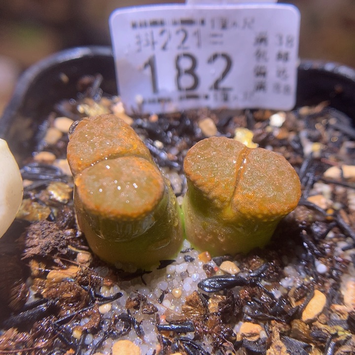 精品生石花221.182