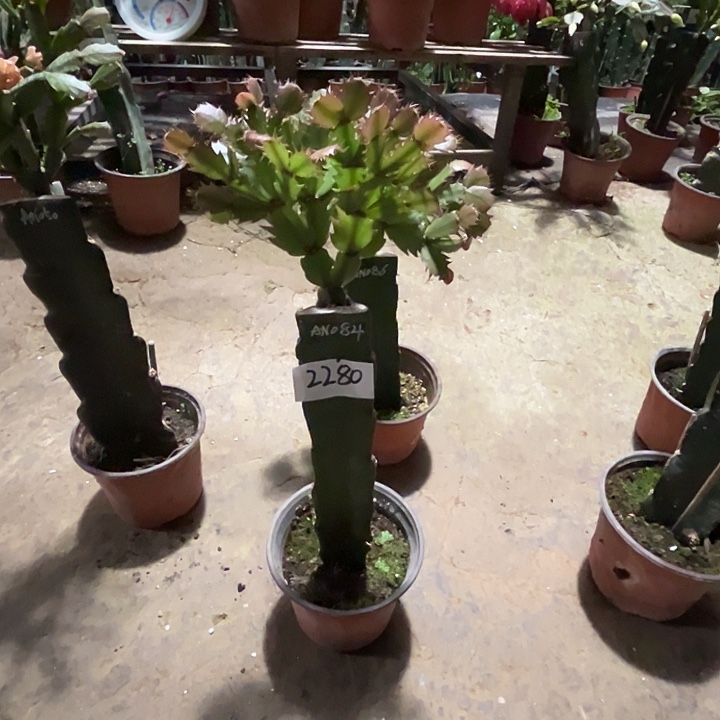 完全开放2280AN084