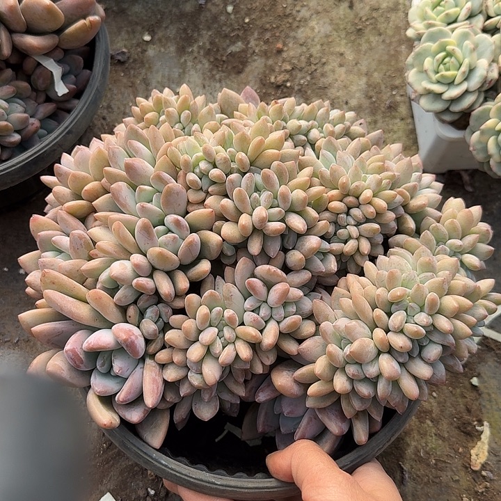 奥普缀化多肉植物提取精华