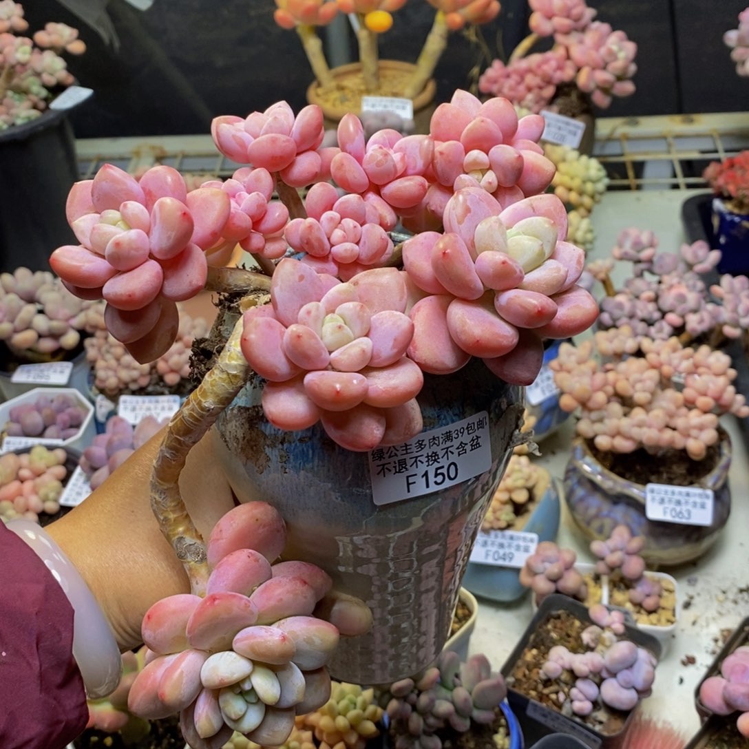 150樱花洛神多肉12c m