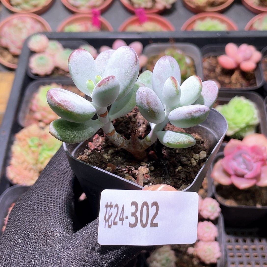 花利美24-302乒乓福娘