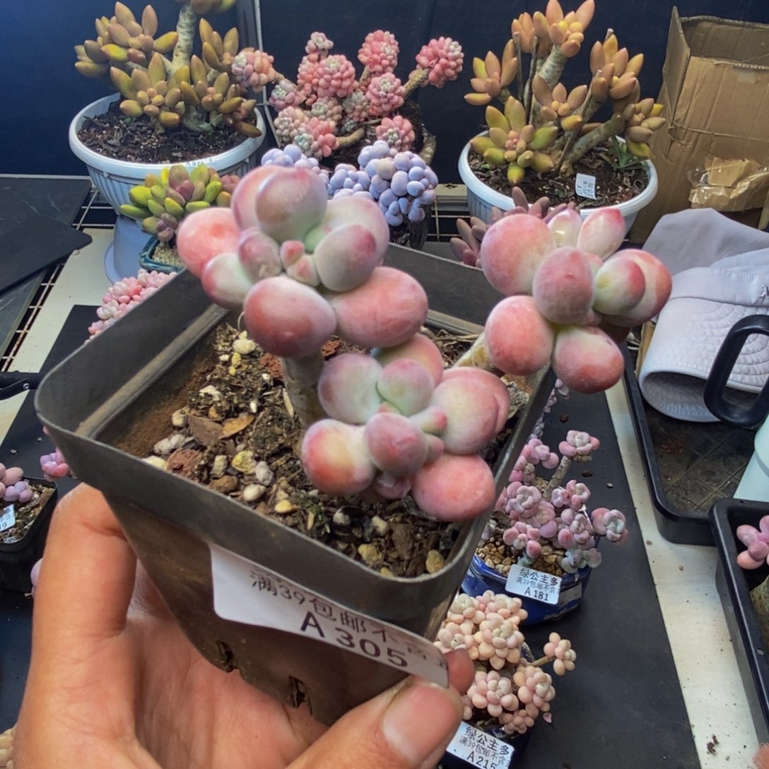 305苹果奶一代多肉6c m