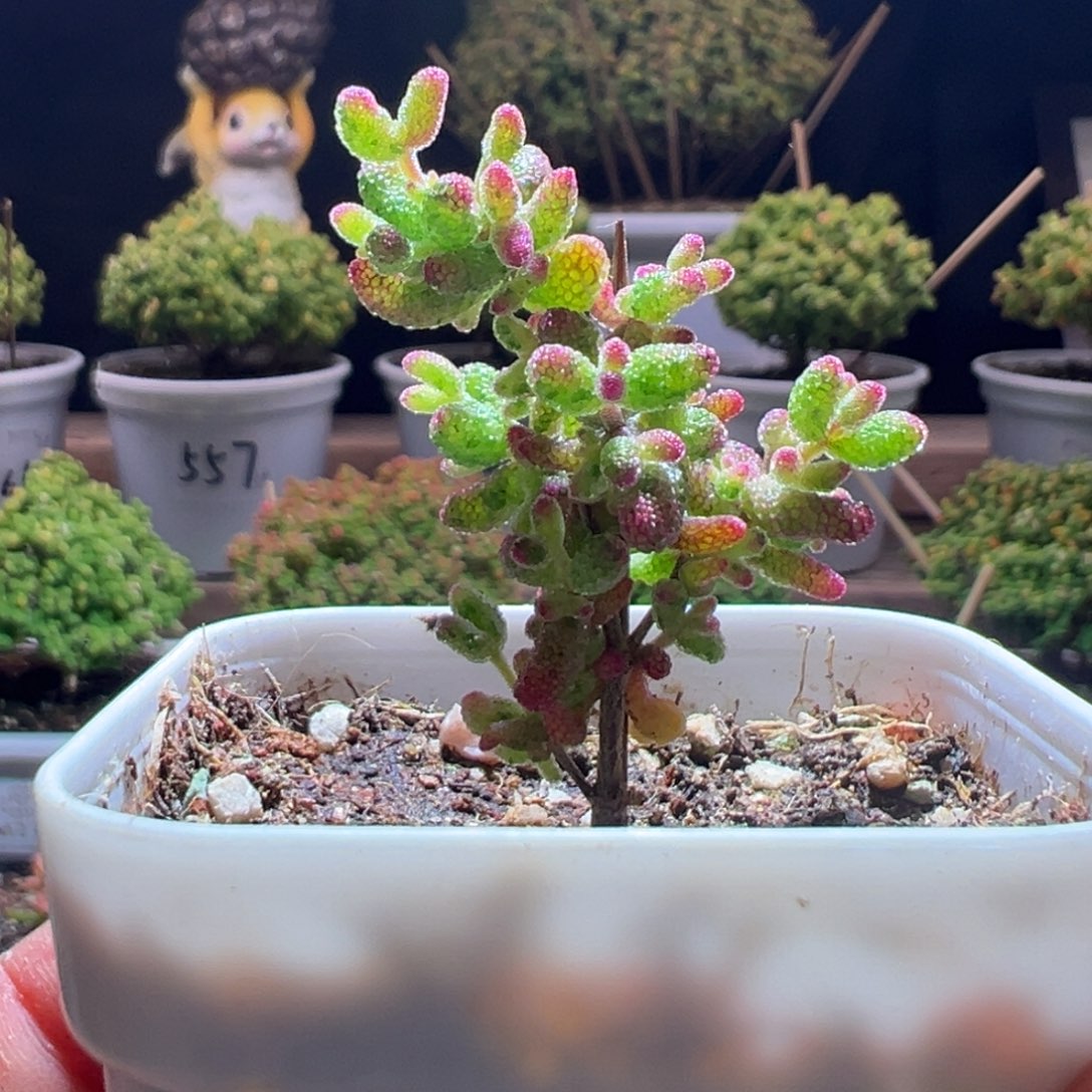 464花斑露一物一拍包开箱